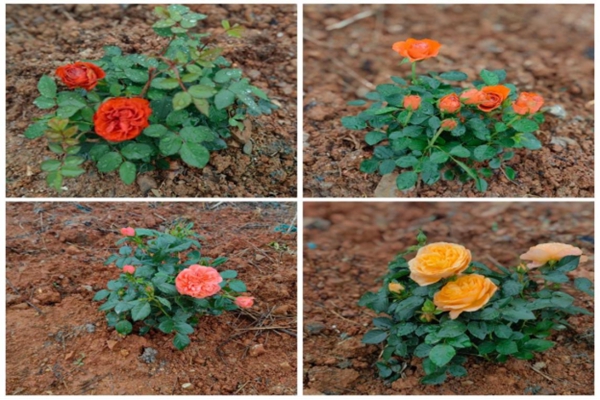 攜手添新綠 湖南高速服務(wù)區(qū)開展植樹節(jié)活動(dòng)