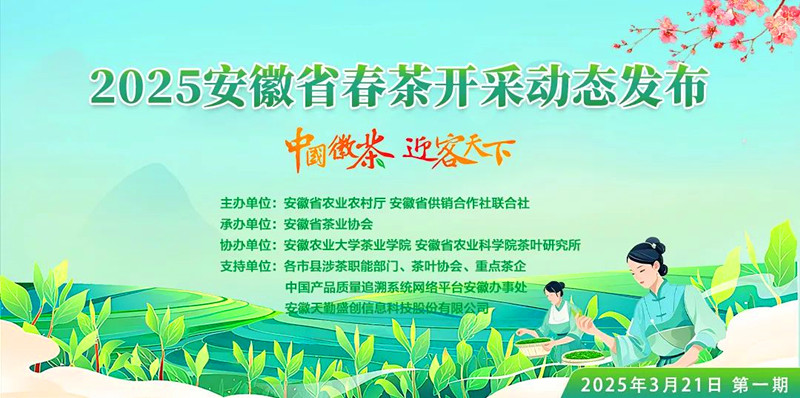 安徽茶葉主產(chǎn)區(qū)將陸續(xù)進(jìn)入開(kāi)採(cǎi)期
