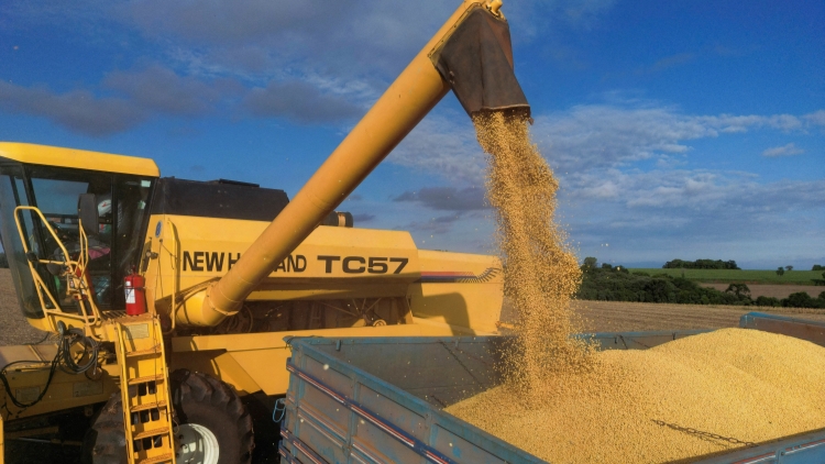 巴西取代美國成中國最大大豆供應(yīng)國