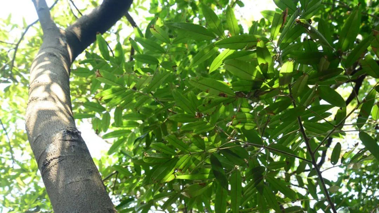 深圳大鵬發(fā)現(xiàn)國(guó)家二級(jí)保護(hù)野生植物新種群