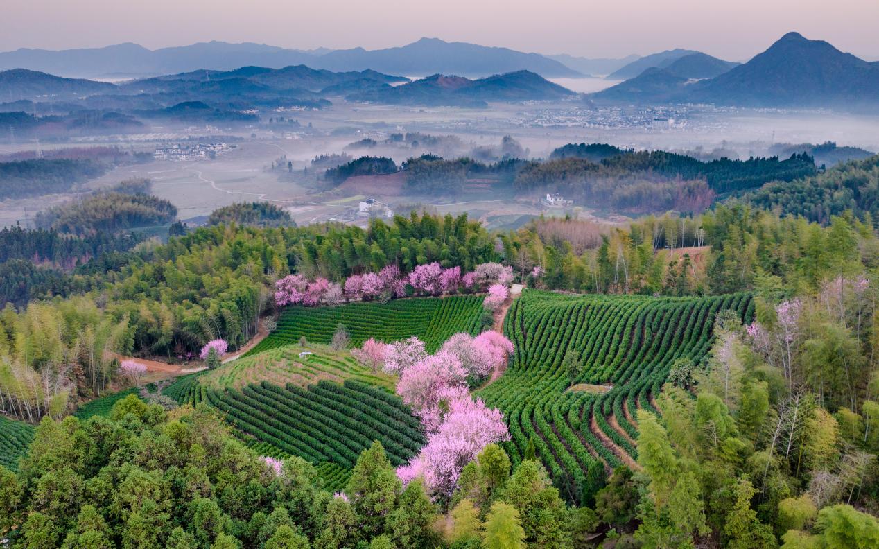 皖黃山區(qū)躋身「全國十大綠茶重點(diǎn)產(chǎn)區(qū)」