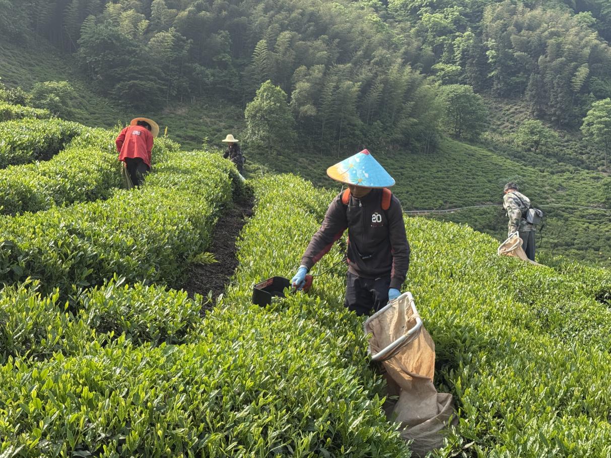 皖黃山區(qū)：「農(nóng)夫」出手 撂荒茶園獲「重生」