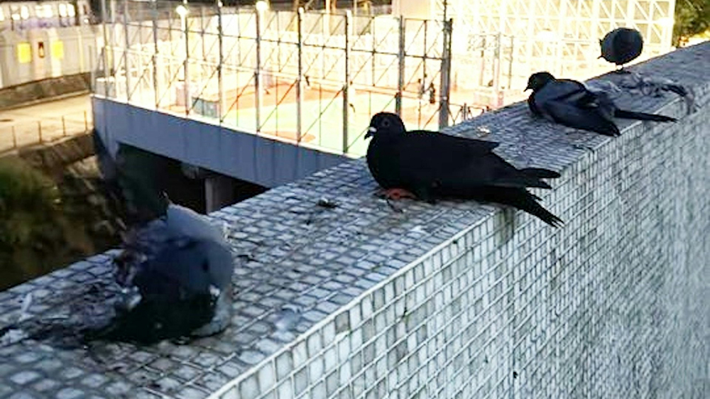 荃灣白鴿遭膠水貼石壆 警列殘酷對待動物暫無人被捕