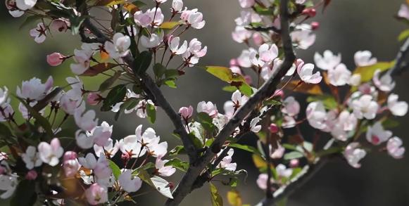 【視聽(tīng)山東】登泰山之巔 赴海棠之約