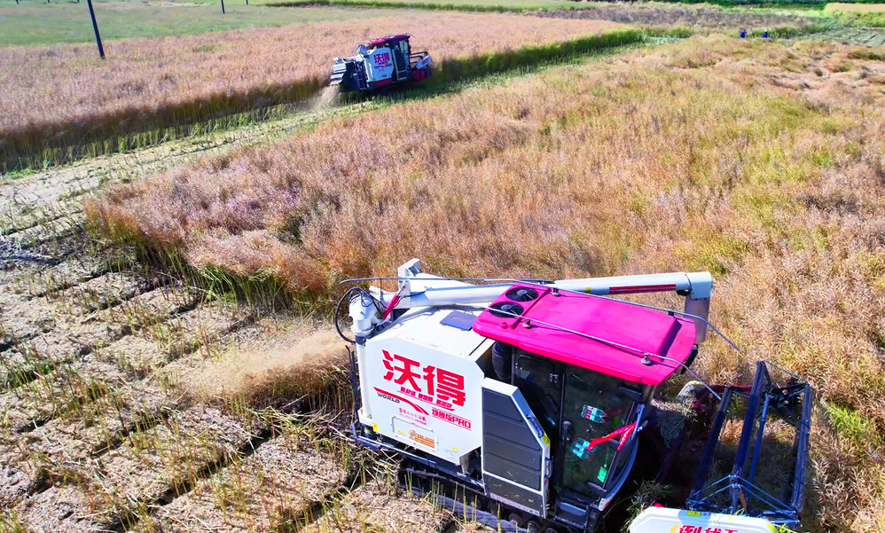 皖休寧縣：油菜喜豐收 田間收割忙