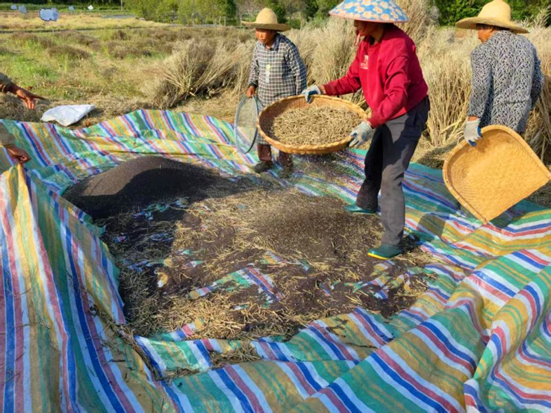 皖徽州區(qū)：奏響鄉(xiāng)村振興「金色樂章」