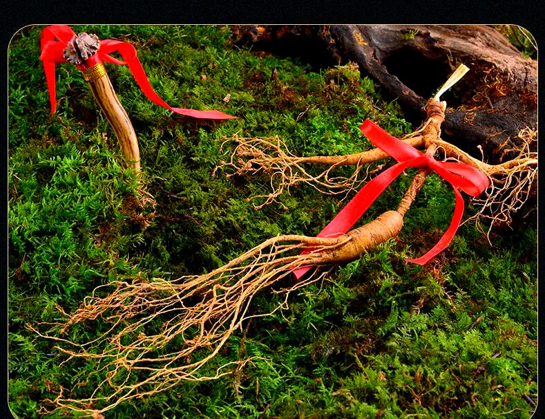 關於吉林省人參產(chǎn)業(yè)高質(zhì)量發(fā)展的路徑與解析（二）「參」藏密碼——藥研雙輝