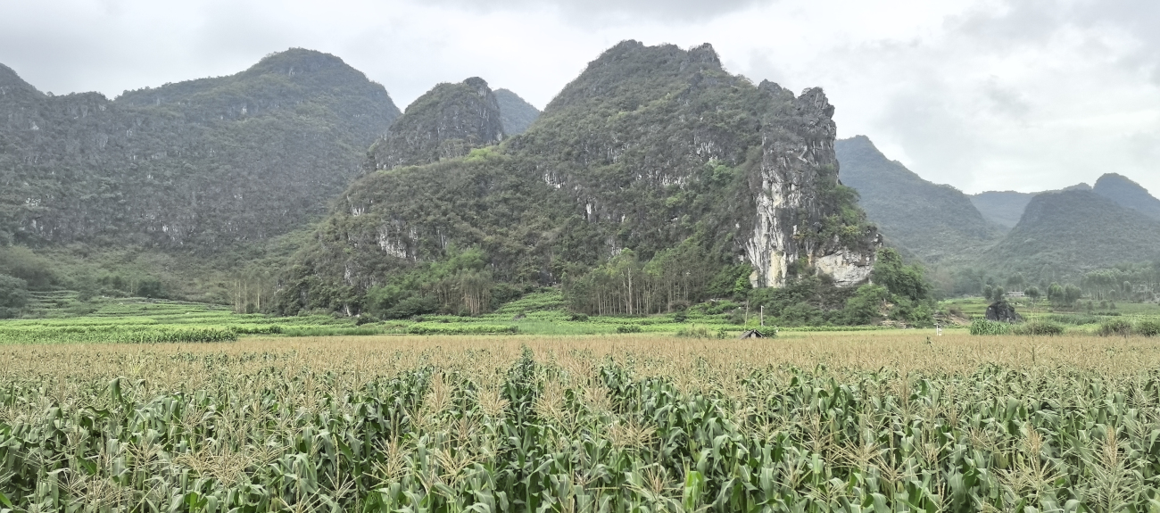 桂忻城糯玉米：五百年貢品級雜糧 粵桂協(xié)作賦能打造富民強(qiáng)縣支柱產(chǎn)業(yè)