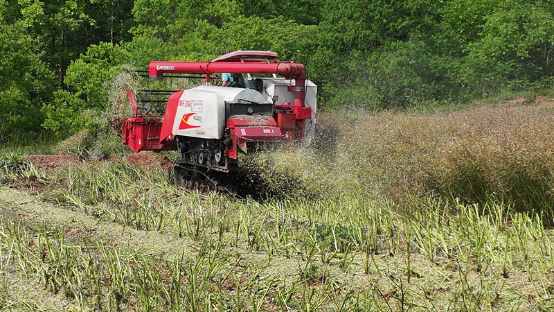生態(tài)化處理+高值利用 皖屯溪區(qū)推動(dòng)油菜秸稈機(jī)械化還田