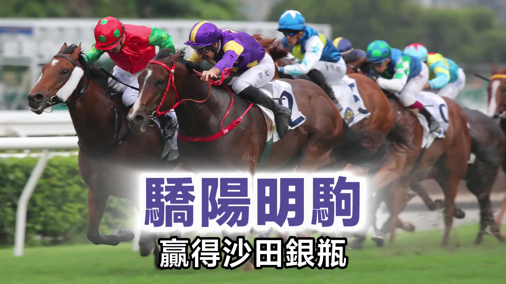 有片｜「驕陽明駒」勇奪沙田銀瓶 蔡約翰：終能達成任務(wù)