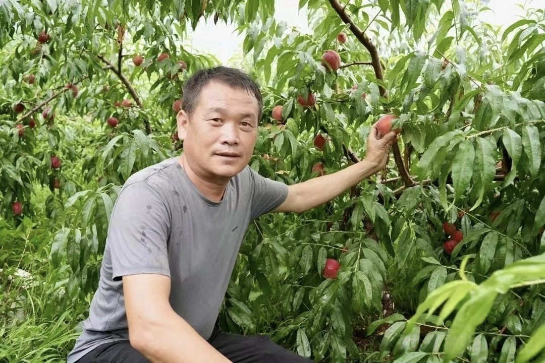 果業(yè)經(jīng)濟(jì)：萬年縣綠色發(fā)展新未來