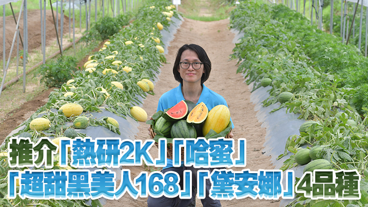 本地有機(jī)西瓜節(jié)周五起一連4日舉辦 首度引入國家研發(fā)新品種