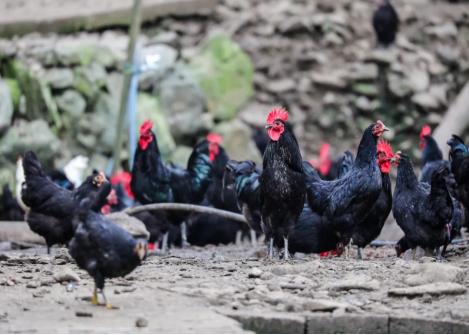 皖黟縣：「黃山黟縣黑雞」獲地理標(biāo)誌認(rèn)證