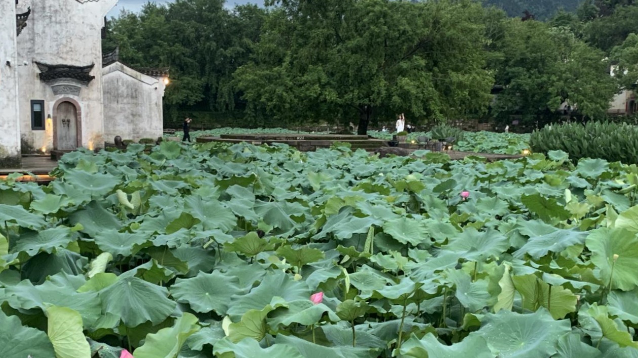 有片 | 皖徽州區(qū)：蓮開(kāi)夏日  清韻悠長(zhǎng)