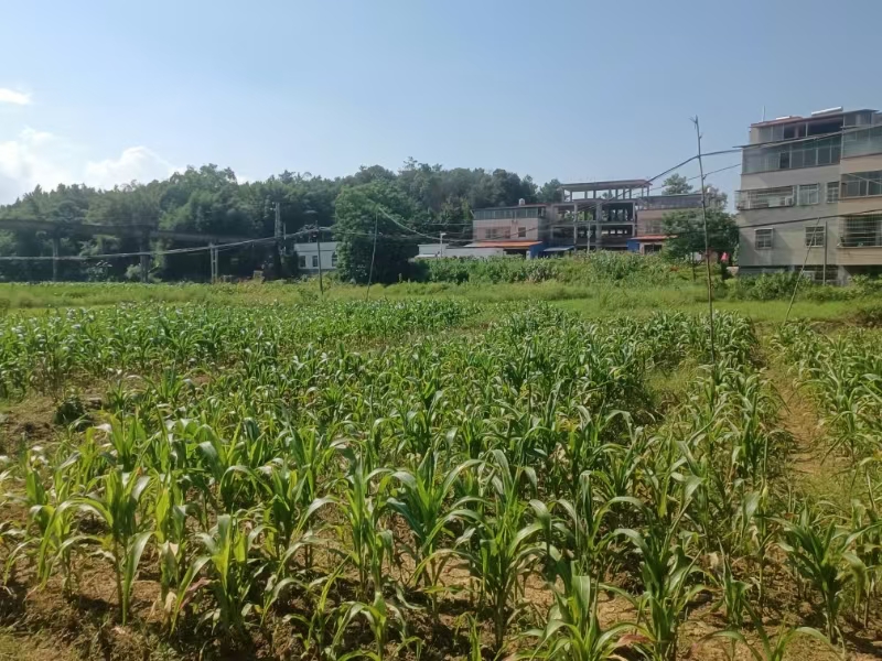 廣東韶關(guān)市西河鎮(zhèn)：撂荒地復(fù)耕複種，奏響鄉(xiāng)村振興「田園曲」