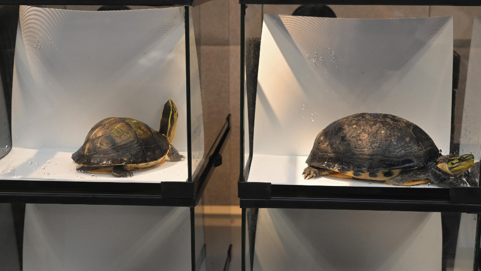 男子非法管有本地野生及瀕危龜隻 被判入獄20個(gè)月