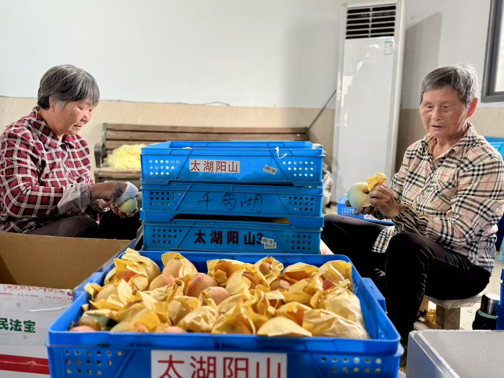 【灣區(qū)媒體無錫行】陽山科技+文旅書寫甜蜜「桃經(jīng)濟(jì)」