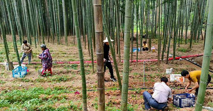 皖歙縣開投集團(tuán)：竹蓀撐開「致富傘」 聯(lián)農(nóng)共繪和美卷