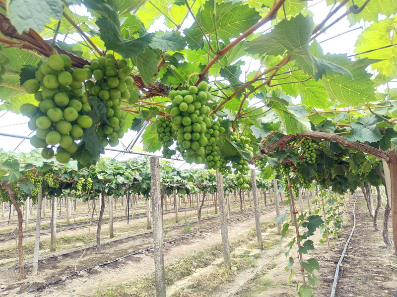 皖黟縣碧陽鎮(zhèn)：「馬道葡萄」碩果盈枝  「產業(yè)拼圖」生機勃勃