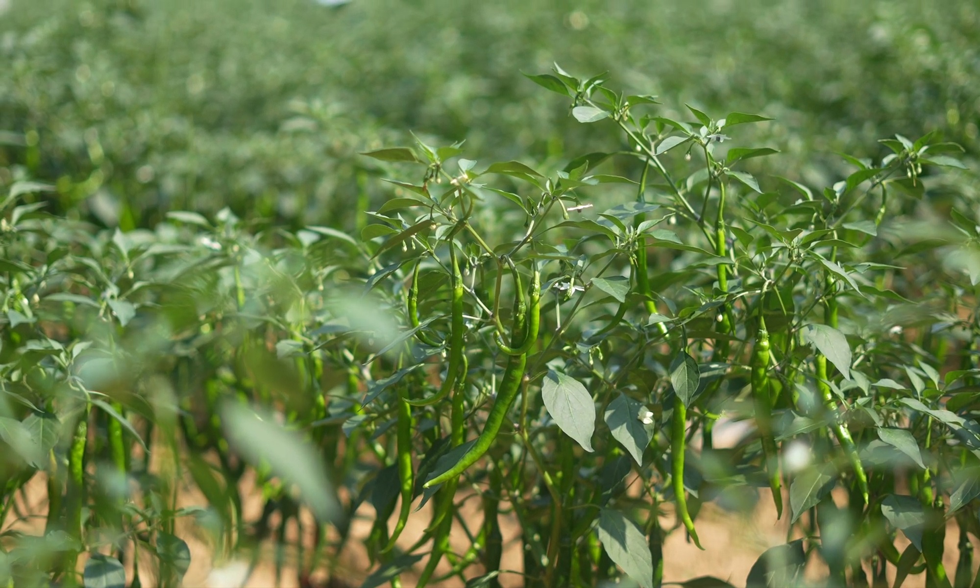 四川梓潼：實幹繪就豐收卷 產(chǎn)業(yè)勃發(fā)啟新程