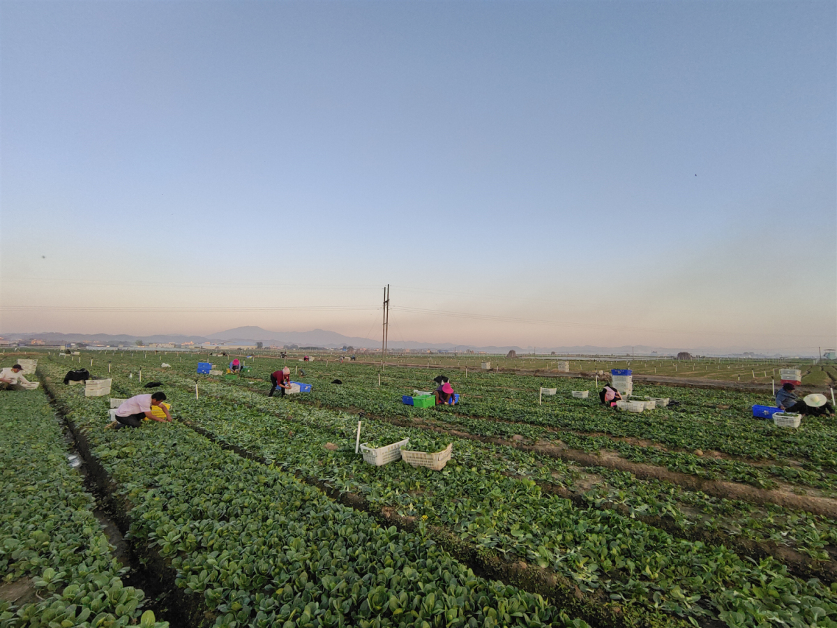 上半年GDP增7.2%  廣西賀州融入大灣區(qū)撬動經(jīng)濟新版圖