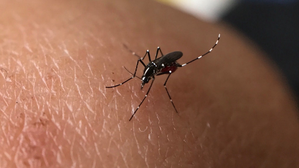 8月白紋伊蚊誘蚊器指數(shù)：屯門掃管笏最高達(dá)16.4%