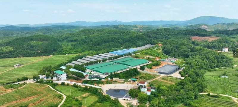 雙輪驅動 全鏈融合 邵東奮力打造國家級現代農業(yè)產業(yè)園