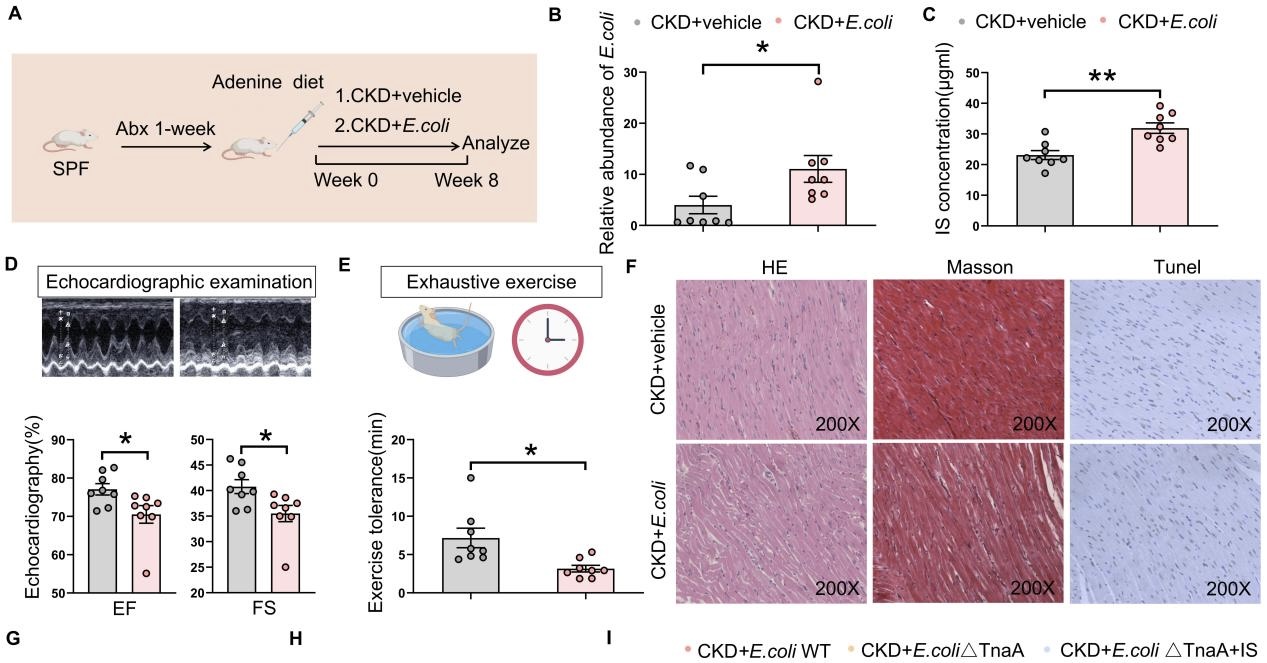 南醫(yī)大深圳醫(yī)院研究團(tuán)隊(duì)最新成果揭示慢性腎病患者心衰新機(jī)制