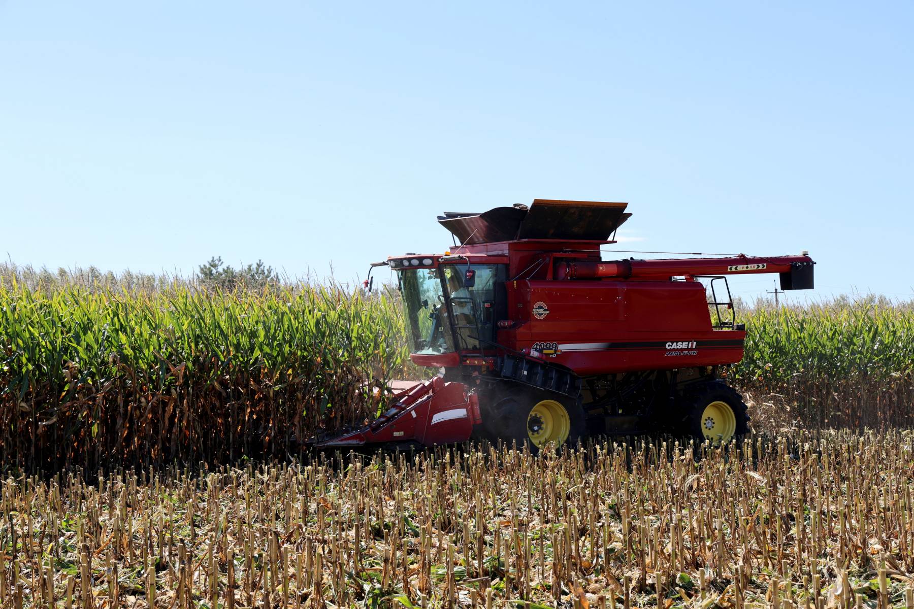 大地鋪金糧滿倉(cāng)！北大荒江濱玉米收穫好「豐」光