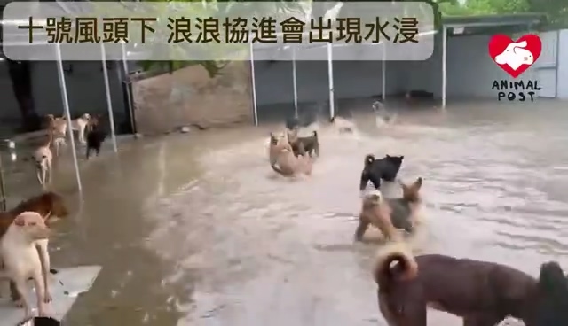 有片｜屯門(mén)龍鼓灘狗場(chǎng)水浸 渠務(wù)署協(xié)助排水