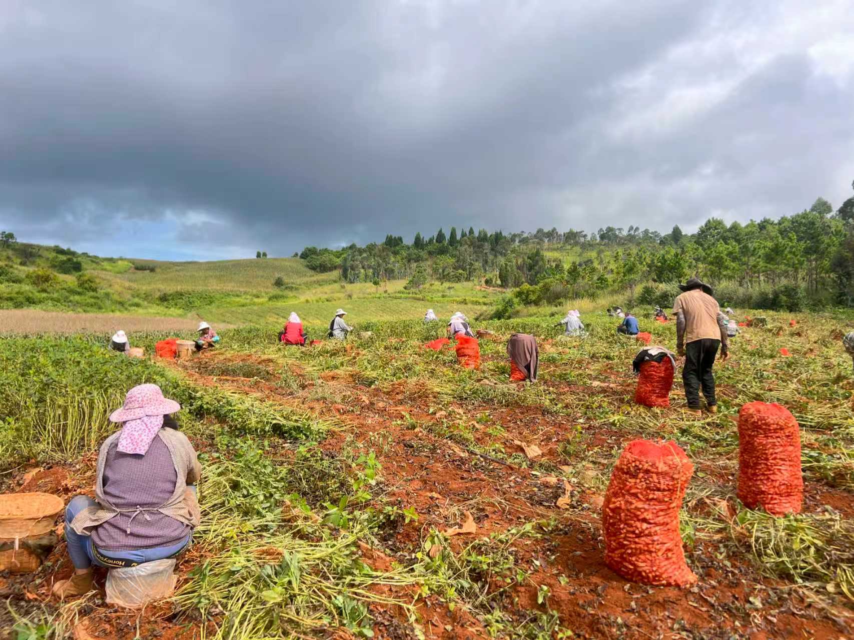 雲(yún)南硯山縣4.4萬(wàn)畝花生迎豐收 特色產(chǎn)業(yè)點(diǎn)亮鄉(xiāng)村振興新圖景