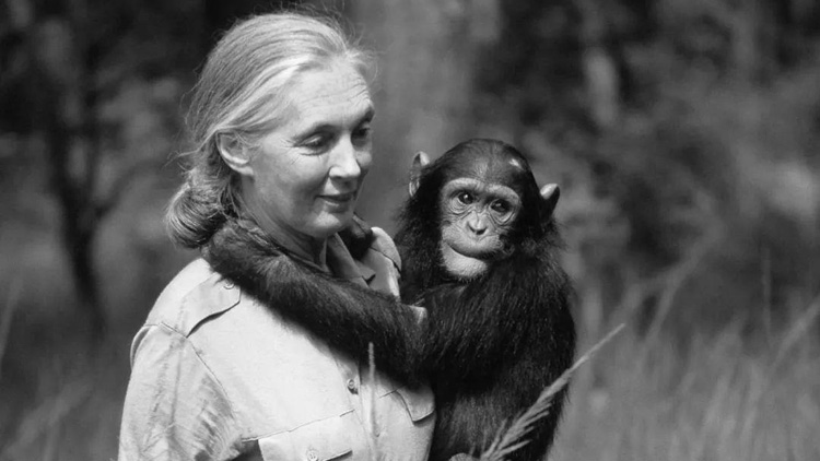 著名靈長類動(dòng)物學(xué)家珍·古道爾去世 終年91歲