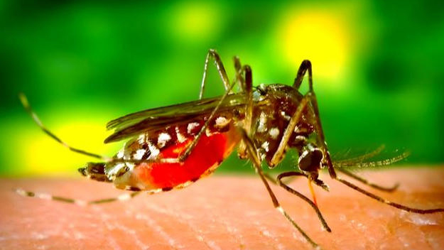 深圳疾控提醒市民：假期出行需謹(jǐn)防蚊媒傳染病