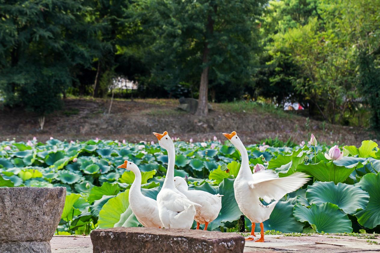 呈坎白鵝成「流量擔(dān)當(dāng)」  皖徽州區(qū)古韻與新聲交相輝映