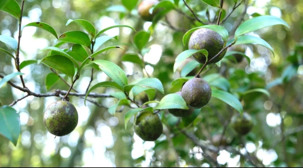 河源龍川官宣：10月18日，統(tǒng)一開山採摘油茶!