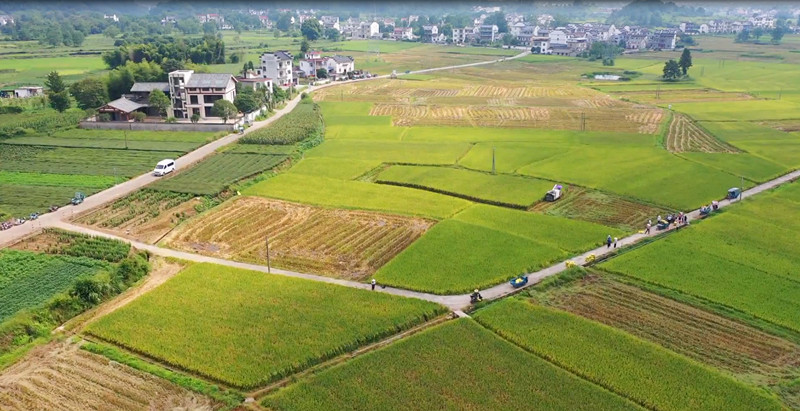 皖休寧縣：壓實耕地保護責(zé)任 促進糧食豐產(chǎn)豐收
