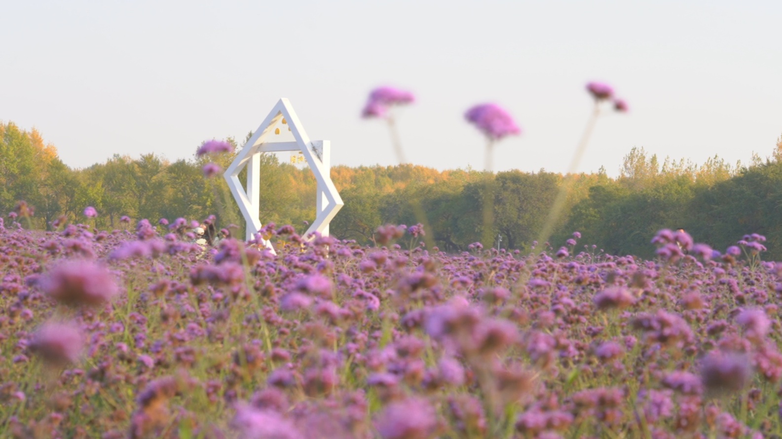 「感知幸福中國(guó)行」吉林篇（八）金秋漫步查干湖：記者探訪生態(tài)水岸，感受別樣湖光勝景