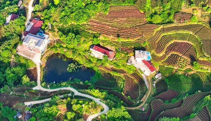 【皖美徽茶縣長(zhǎng)說(shuō)】 桐城市副市長(zhǎng)周海波：鏈上發(fā)力 葉上生金 「三茶」理念下的桐城「鋅路徑」