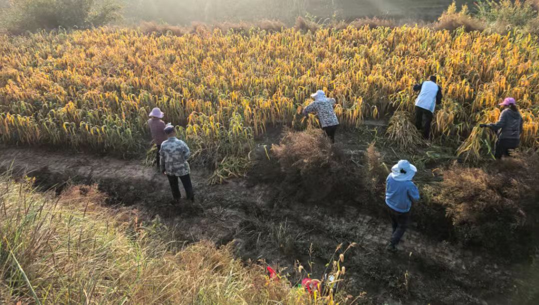 山西婁煩：14支農(nóng)機搶收突擊隊力保秋糧穩(wěn)產(chǎn)豐收