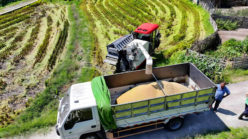 皖祁門縣：深化技術(shù)推廣 水稻單產(chǎn)再攀新高