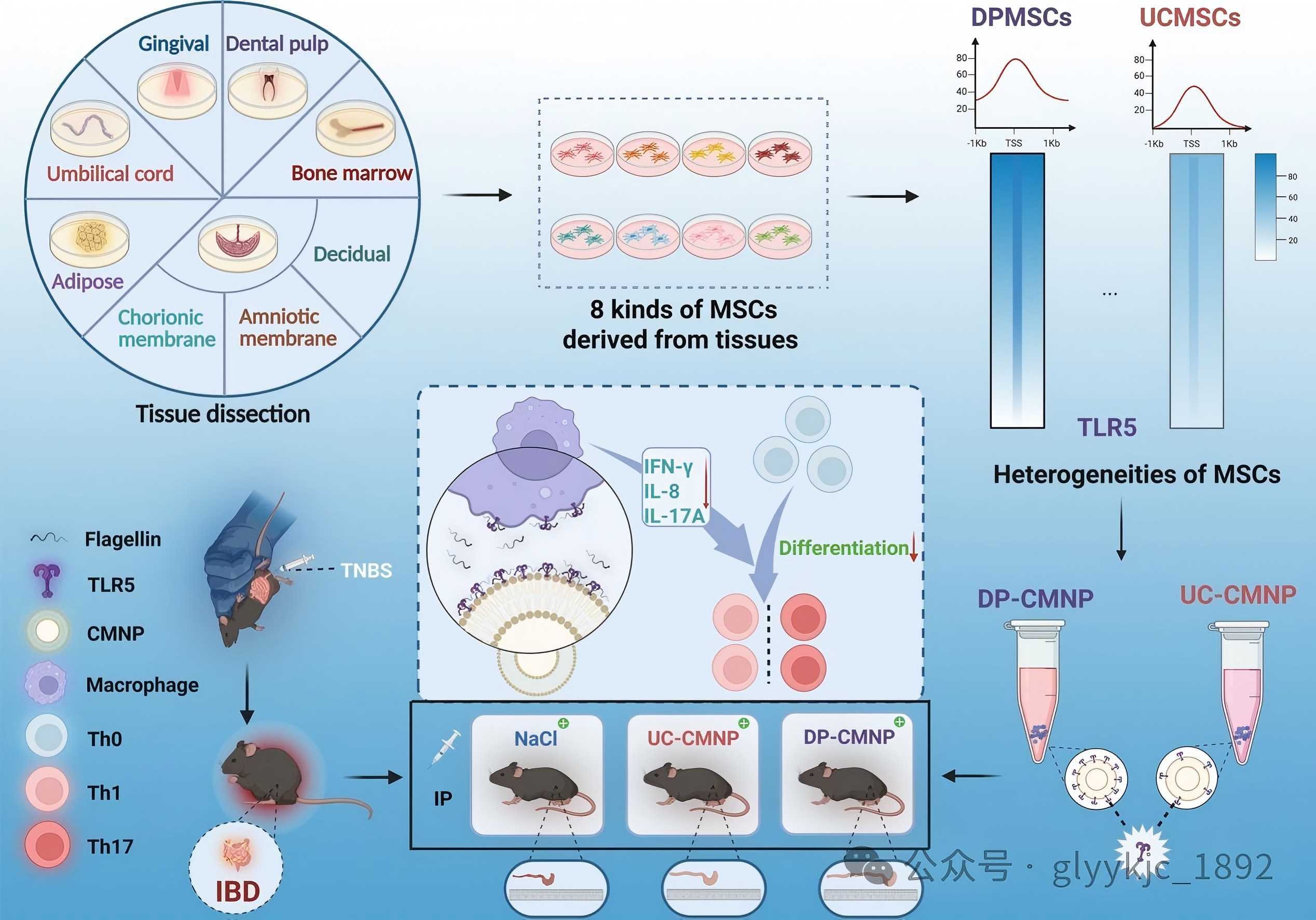 南京鼓樓醫(yī)院王斌教授團(tuán)隊(duì)創(chuàng)新成果登載Journal of Controlled Release