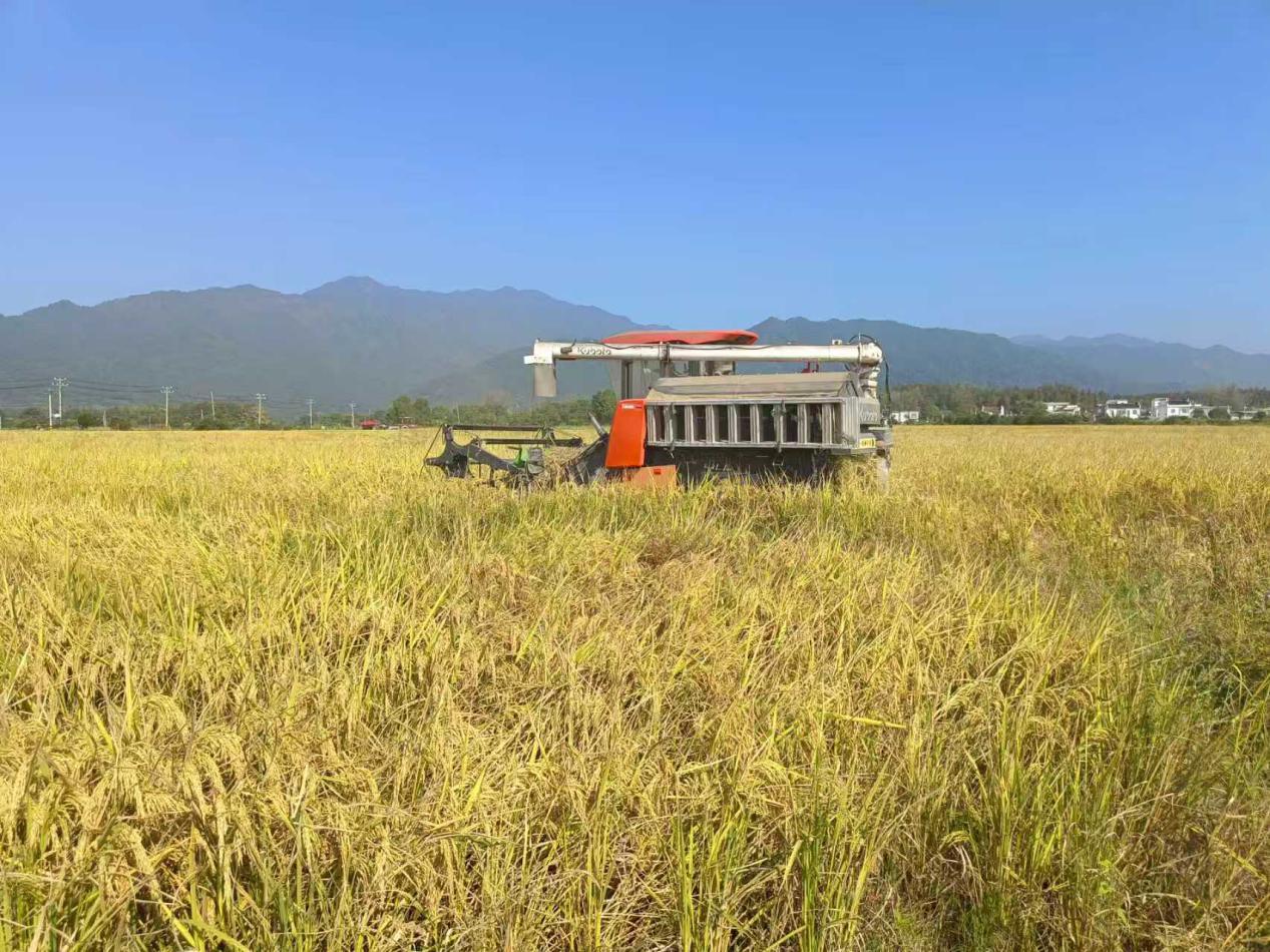 皖黟縣碧陽(yáng)鎮(zhèn)：科技賦能豐收之路