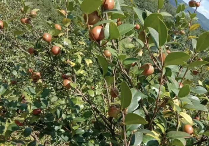 河源龍川：金秋油茶果飄香 萬畝山林採摘忙