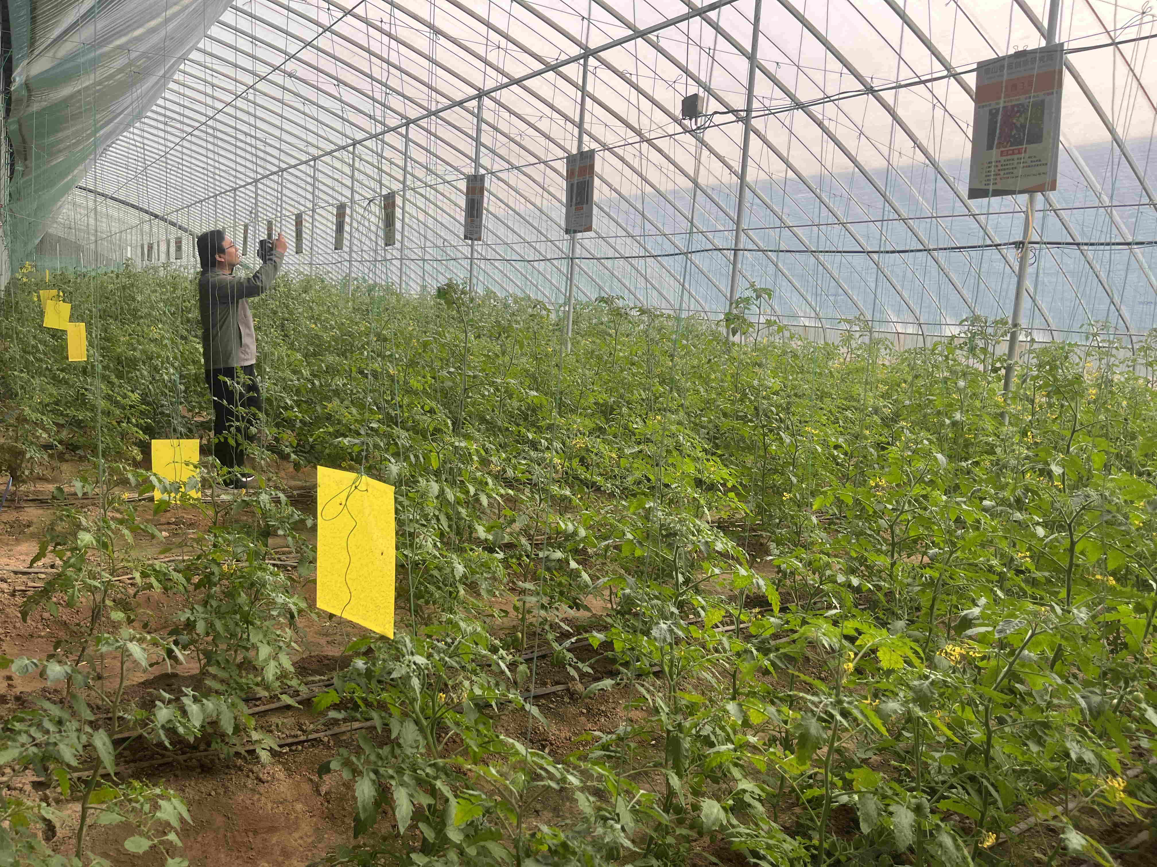 【粵港澳媒體看山東】泰山番茄產(chǎn)業(yè)園彰顯齊魯農(nóng)創(chuàng)力