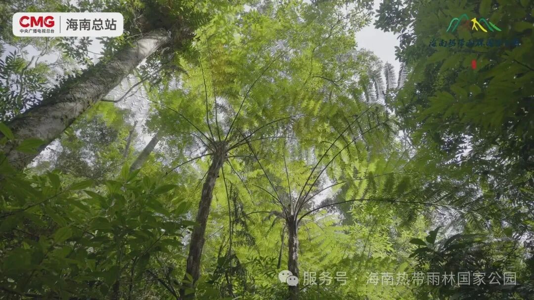 海南熱帶雨林國家公園霸王嶺紀(jì)錄·樹：構(gòu)雨林骨架書自然華章