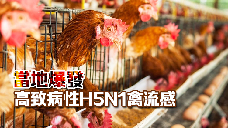 本港暫停進(jìn)口愛爾蘭卡爾洛郡禽肉及禽類產(chǎn)品