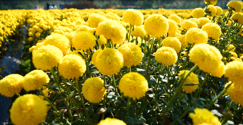 皖休寧縣：加快產(chǎn)業(yè)綠色轉型 全力推進全面振興