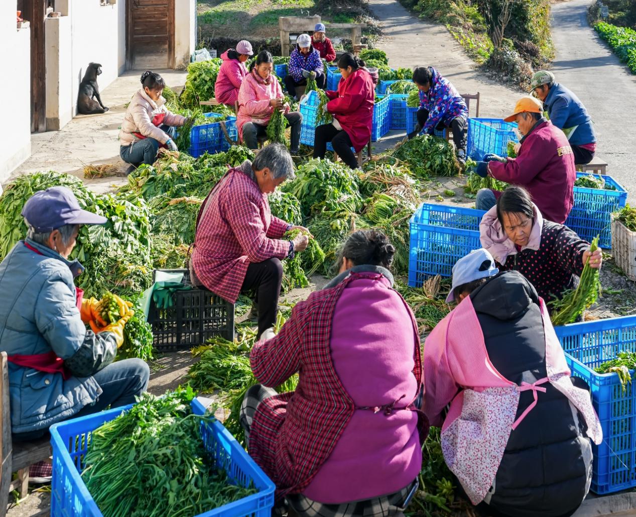 【黃山「鎮(zhèn)」能量】皖祁門柏溪：乾菜飄香富農(nóng)家 特色產(chǎn)業(yè)助振興