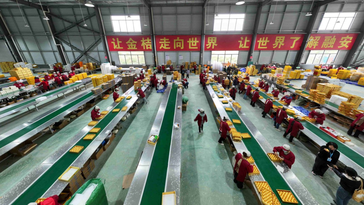 融安金桔借標準與認證「闖」大灣區(qū) 全產業(yè)鏈產值近百億助力鄉(xiāng)村振興