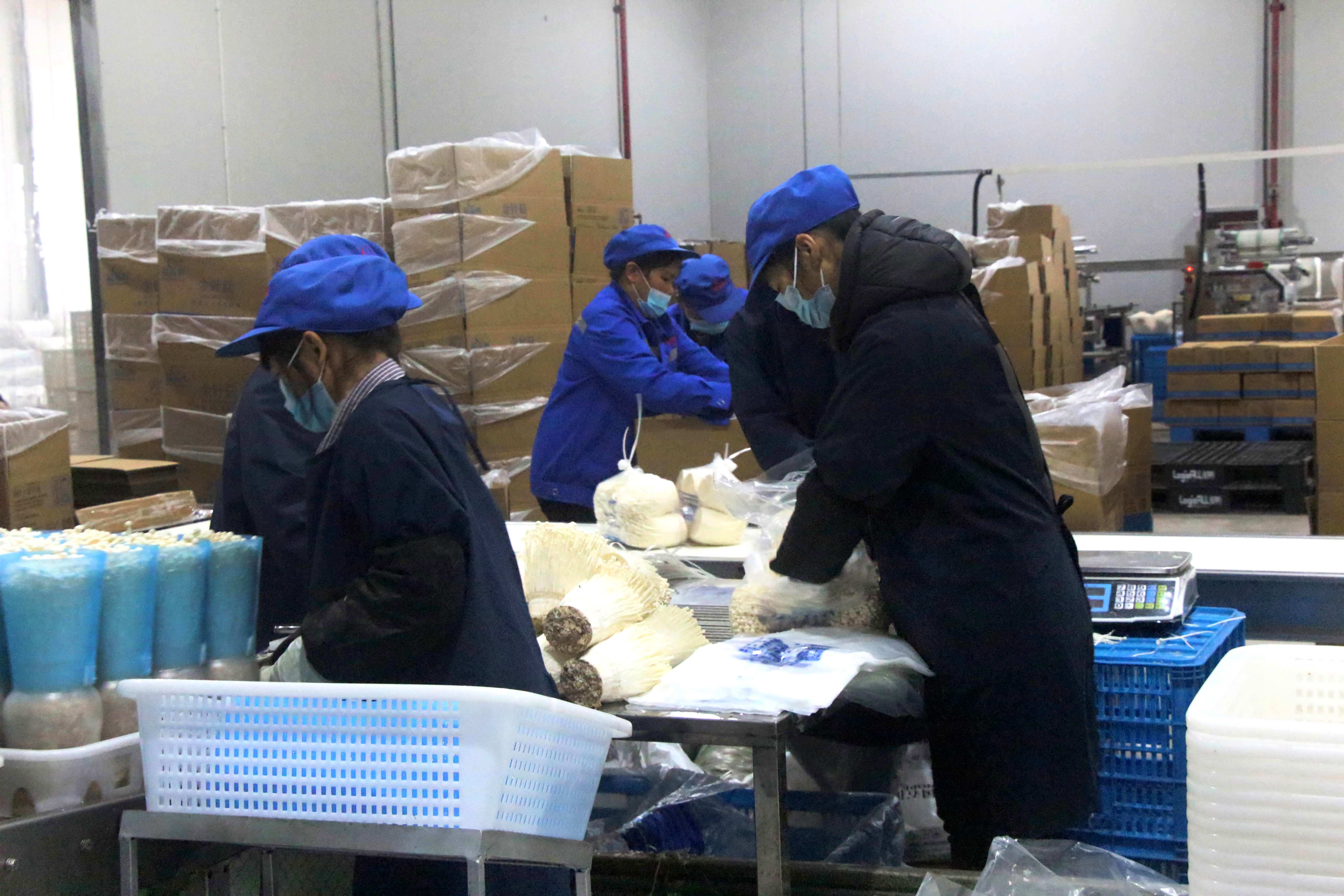 圖三：工人在採摘車間進行金針菇打包.jpg